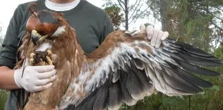 #ESPAÑA Salvando al águila imperial ibérica