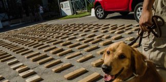 #ANTOFAGASTA La historia de Aragon, el perro que detectó 100 kilos de droga en la región