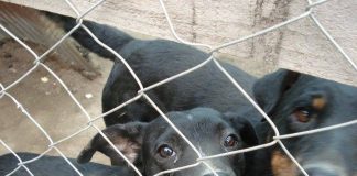 #OHIGGINS 80 perros quedarán en la calle si agrupación no encuentra terreno donde cambiarse