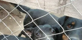 #OHIGGINS 80 perros quedarán en la calle si agrupación no encuentra terreno donde cambiarse