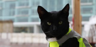 #ANTOFAGASTA La historia de «Black», el gato que se roba las miradas con su chaleco reflectante