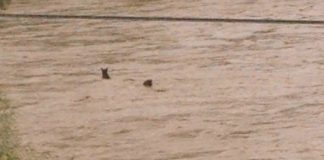 #OHIGGINS Dos caballos fueron arrastrados por las aguas del Río Cachapoal