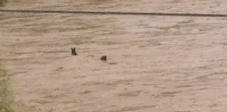 #OHIGGINS Dos caballos fueron arrastrados por las aguas del Río Cachapoal