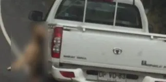 #SANTIAGO Denuncian brutal maltrato en Alhue