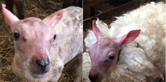 #GRANBRETAÑA «Skippy», el tierno cordero que nació sin un «abrigo de lana»