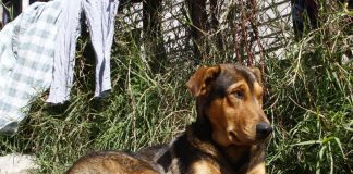 #BIOBIO Perro aún espera a joven que murió atropellado en Concepción