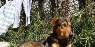 #BIOBIO Perro aún espera a joven que murió atropellado en Concepción