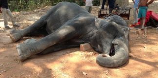 #CAMBOYA Muere elefante tras llevar a dos turistas en un día muy caluroso