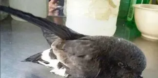 #VALPARAISO Golondrina es rescatada en plena Cordillera cercana a la Mina Los Bronces