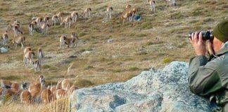 #MAGALLANES SAG autorizó cacería de 5 mil guanacos en la región