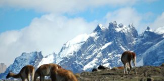 #MAGALLANES Guardaparques realizan censo de guanacos en Parque Nacional Torres del Paine