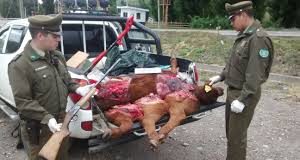 #MAGALLANES Carabineros detuvo a conductor por abigeato