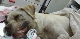 #TARAPACA Grave caso de maltrato animal queda al descubierto en Alto Hospicio