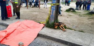 #BIOBIO Captan imágenes de can que no se separa de su dueño fallecido en Concepción