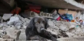 #ECUADOR La historia de la foto del perro que no se movió de los escombros de una casa en Quito
