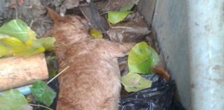 #LOSLAGOS Denuncian que perros fueron envenenados en el sector de Rahue Alto