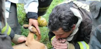 #LOSLAGOS Un perro muerto deja incendio en la localidad de Dalcahue