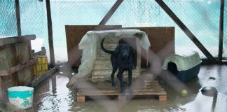 Corporación Coaama en la Región del Bío Bío clama por ayuda, tras inundación de su refugio que acoge a animales abandonados
