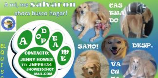 #EPAdifunde Rayo, un perro rescatado que hoy busca un hogar