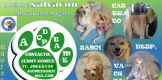 #EPAdifunde Rayo, un perro rescatado que hoy busca un hogar