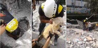 #ECUADOR Rescatan a perro de los escombros en la ciudad de Malta