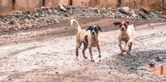 #SANTIAGO Piden ayuda urgente para rescatar a canes que están en la orilla del Río Maipo