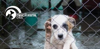 #SANTIAGO Piden urgente ayuda para el Refugio Esperanza que se anegó en el temporal