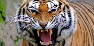 #CENSO Por primera vez en un siglo sube conteo de tigres silvestres