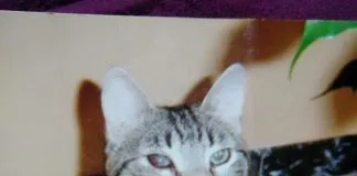 #EPAdifunde La historia de Tigrito, un gato rescatado en España que se perdió en Chile