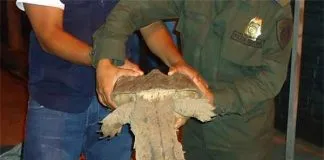 #COLOMBIA Cientos de tortugas regresan a su hábitat tras ser incautadas en la Amazonía