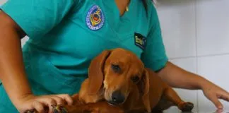 #ANTOFAGASTA Canil municipal de la capital regional esterilizó 8.772 perros en dos años de labor