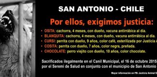#VALPARAISO Piden la remoción de veterinaria municipal de San Antonio por el sacrificio de 5 perros