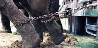 #PUNTOLEGAL Los pasos para que en Chile se puedan prohibir los animales en los circos