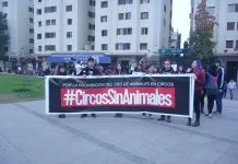 Se aprueba proyecto que modifica la Ley de Circos donde no se incluirían animales amaestrados