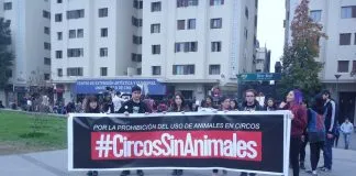 #ESTADOSUNIDOS Aprueban la primera ley en el país que prohíbe usar animales salvajes en los circos