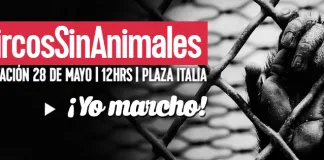 #SANTIAGO Convocan a marcha este sábado para exigir el fin de los animales en los circos