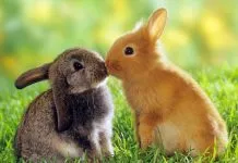 Todos podemos ayudar: Fundación Bunny Lovers hace urgente llamado de apoyo para seguir rescatando y protegiendo a conejitos rescatados