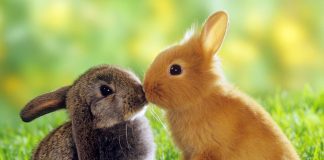 Llaman a no utilizar los conejos como «adornos» y considerar que son animales ante una nueva Pascua de Resurreción