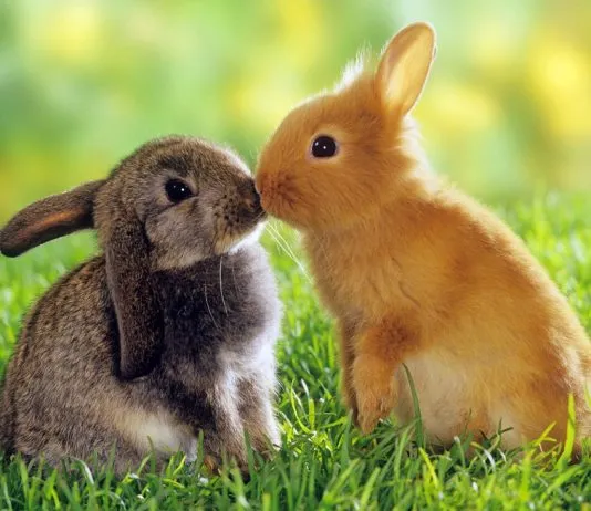 Animales no convencionales necesitan cuidados especiales, aseguran expertos