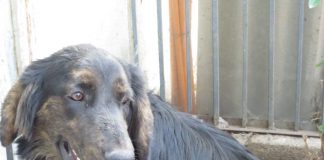 #EPAdifunde La historia de Felipe, un perro rescatado que busca un hogar