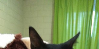 #EPAdifunde Hermoso gato rescatado del abandono busca un hogar en Santiago