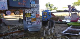 #PUNTOLEGAL Formalizaron a conductor de bus que mató a gatita en el transporte público