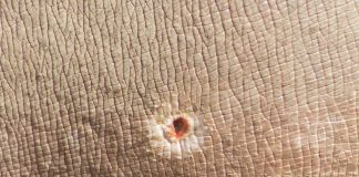 #ARGENTINA Denuncian baleo y ataque a hipopótamo del Zoo de Mendoza