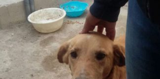 #ATACAMA Denuncian ataques sexuales a perros en la región