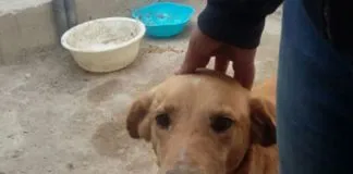 #ATACAMA Denuncian ataques sexuales a perros en la región