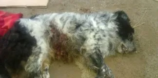 #SANTIAGO Perro es asesinado en caso de violencia intrafamiliar acaecido en San Miguel