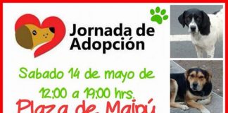 #SANTIAGO Realizarán jornada de adopción de perros en Maipú este sábado