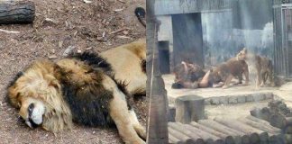 #SANTIAGO Zoo Metropolitano y muerte de dos leones: «Cuando se pone en riesgo una vida, los tiradores tienen la misión de salvarla por sobre los animales»