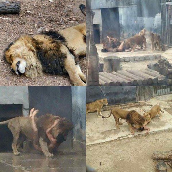 SANTIAGO Zoo Metropolitano y muerte de dos leones: «Cuando se pone en  riesgo una vida, los tiradores tienen la misión de salvarla por sobre los  animales» | Epa News