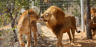 #TANZANIA Denuncian la muerte de nueve leones en el famoso parque Serengeti